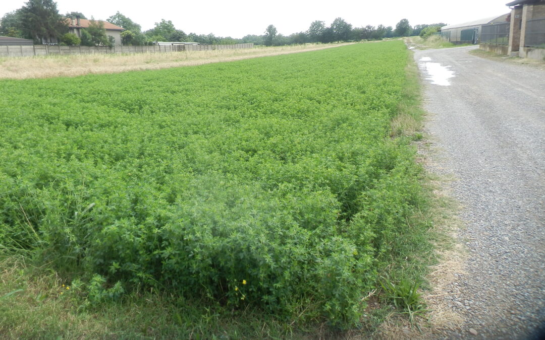 Terreno agricolo Cerro Maggiore (MI)
